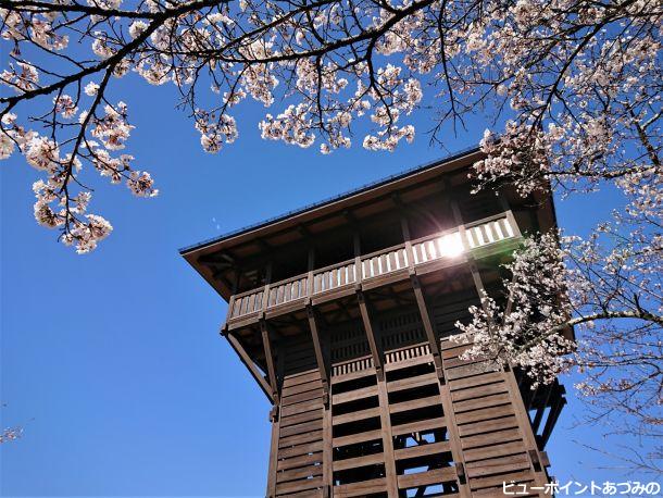 木製の展望台と桜