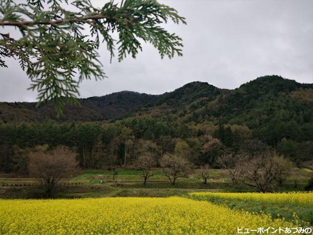 菜の花と角蔵山