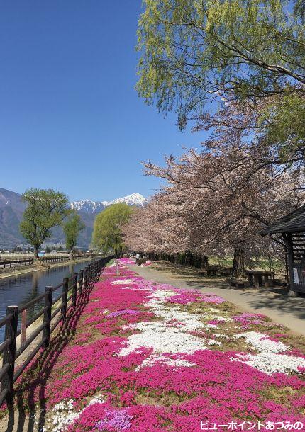 拾ヶ堰の桜と常念岳