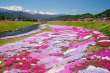 「農具川河川公園の芝