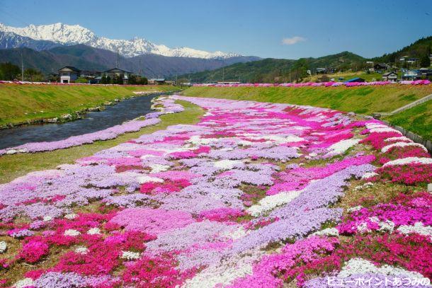 「農具川河川公園の芝