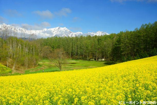 「中山高原の菜の花」