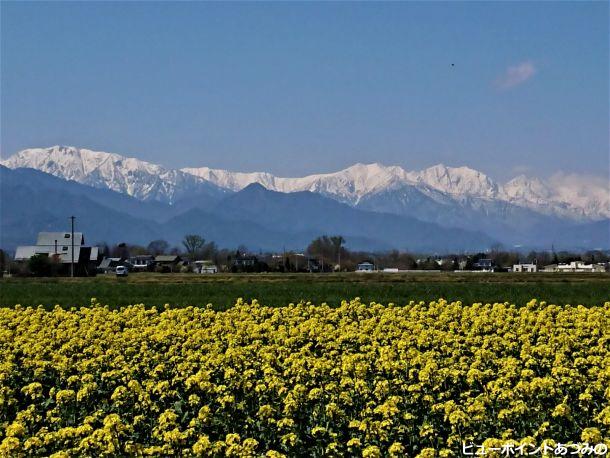 菜の花と後立山連峰