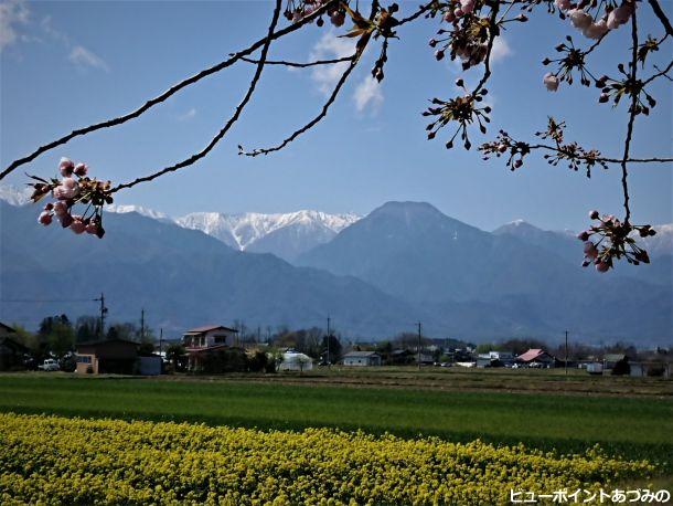 桜と菜の花と信濃富士