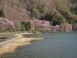大山桜と中綱湖