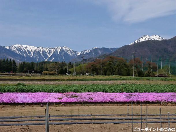 蝶常念と芝桜