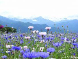 花のある風景 ビューポイントあづみの