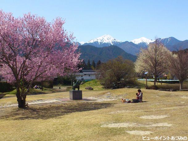 堀金中央公園の桜