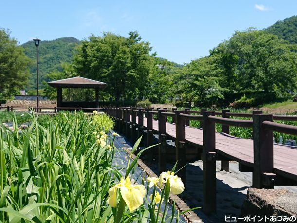 あやめ公園の花菖蒲