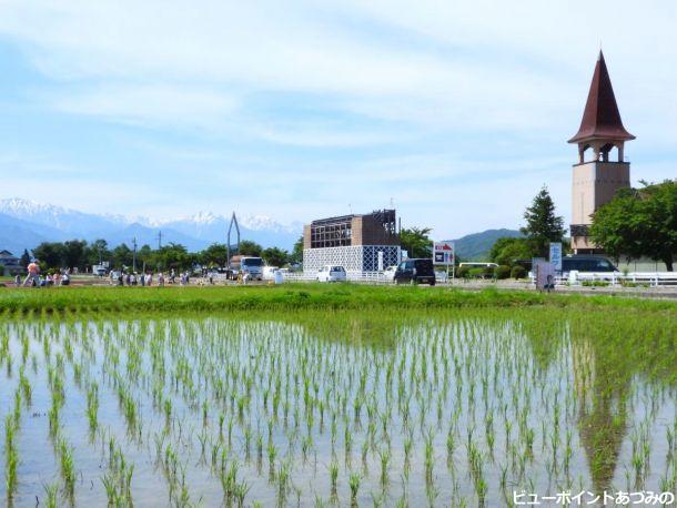 田んぼアート準備