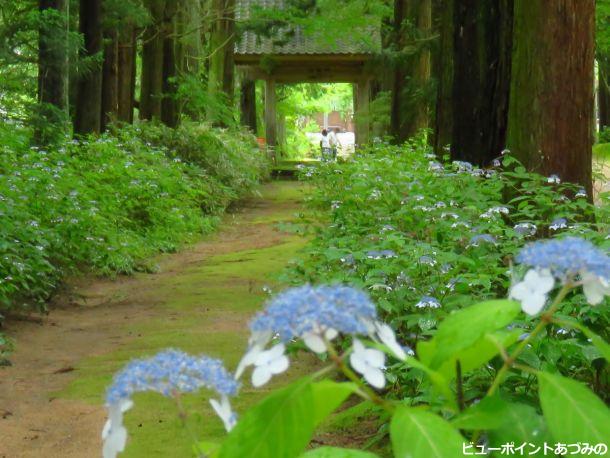 苔の参道