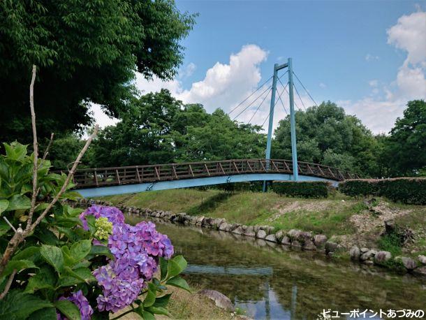 吊り橋と紫陽花