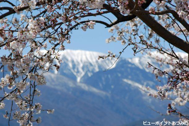 桜と蝶ヶ岳