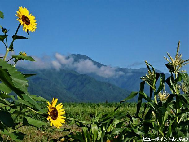 有明山と向日葵