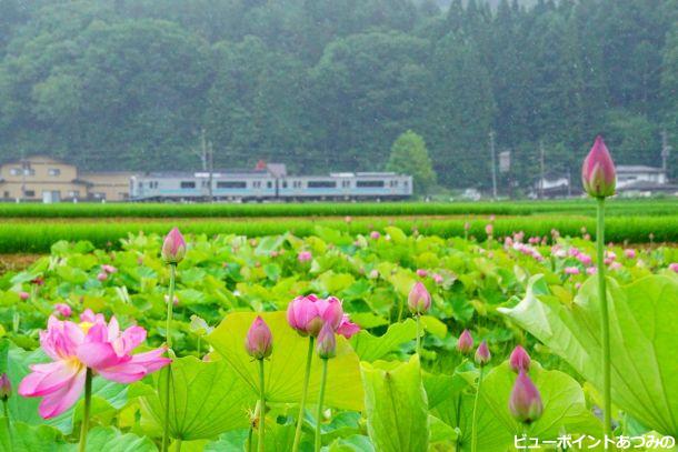 緑の大地快走