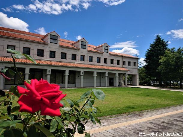 夏空と夏薔薇