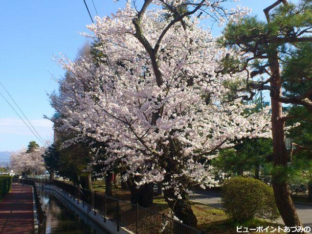 穂高商業高校の桜