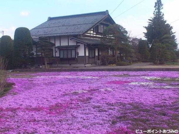 本棟造と芝桜