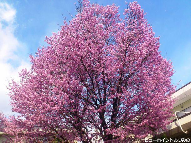 堀金の御殿桜