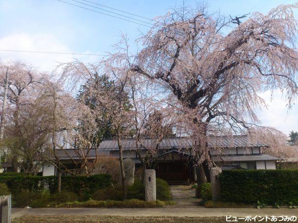 自性寺の枝垂桜
