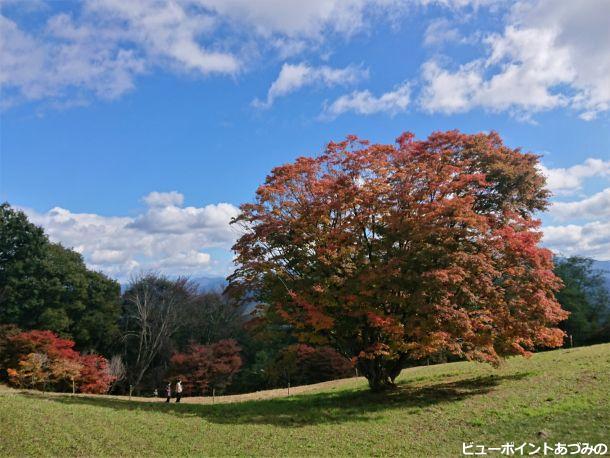 深紅の大カエデ