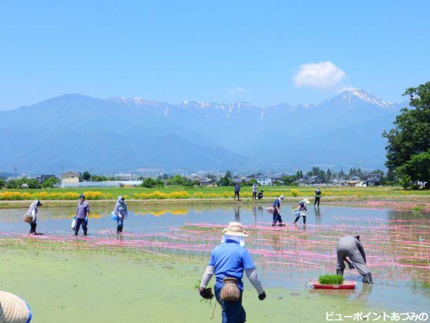 田んぼアートは任せろ