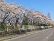 穂高南小の桜並木