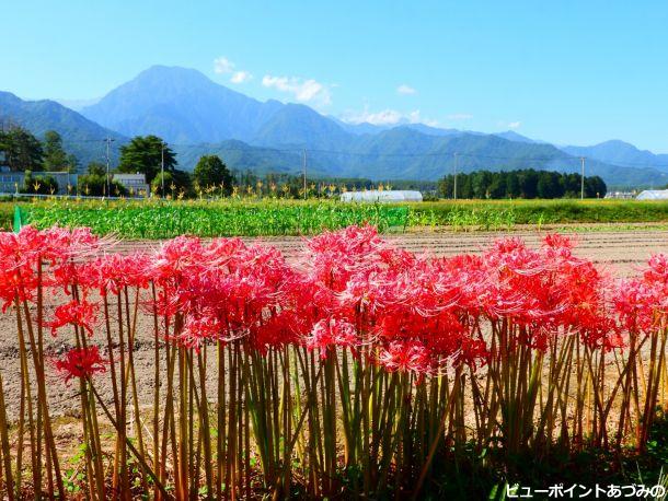 彼岸花咲く風景