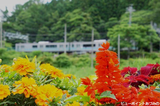 簗場のお花畑