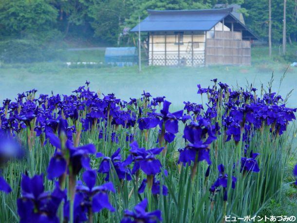 川霧に染まる