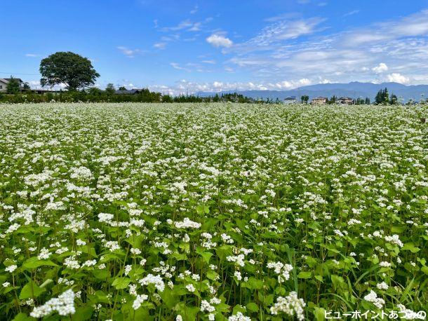 満開の蕎麦の花