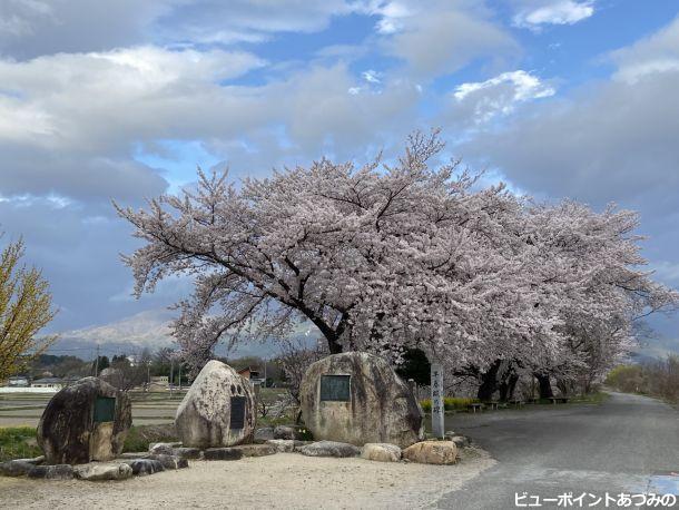 早春の「早春賦の碑」