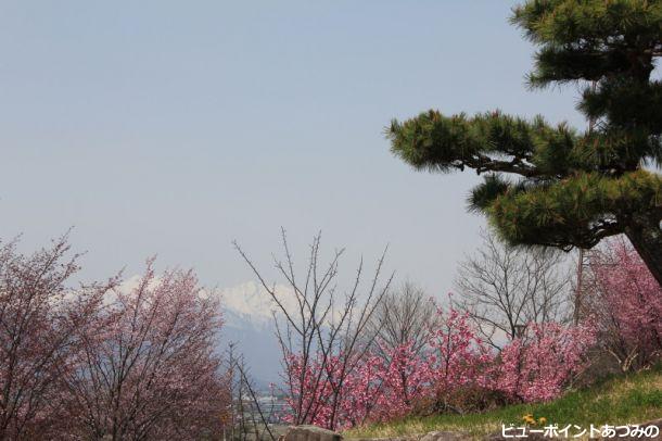 桜と北アルプス