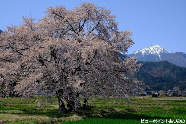 桜と常念岳