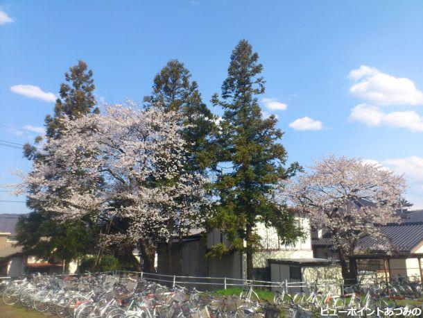 柏矢町駅の杉と桜