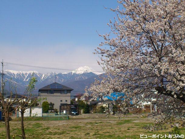 柏矢町駅の桜と常念岳
