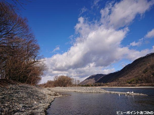 熊倉渡し跡の白鳥