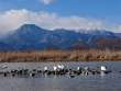 有明山と餓鬼岳と白鳥