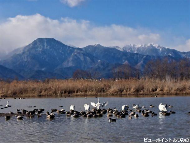 有明山と餓鬼岳と白鳥