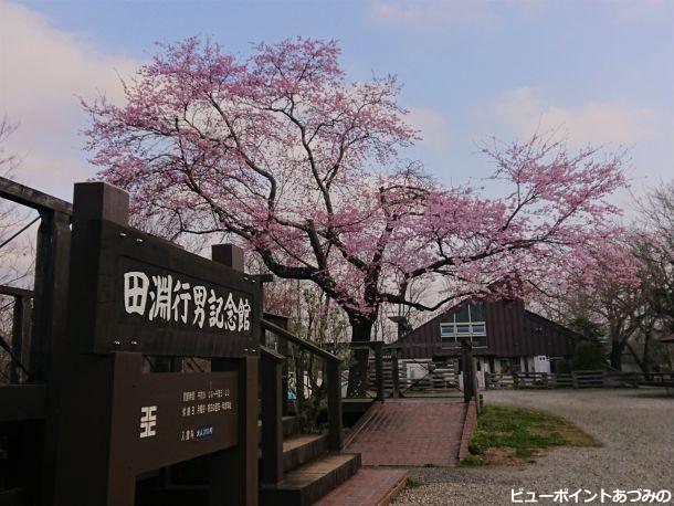 田淵記念館の百楽桜