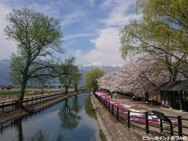 拾ヶ堰と桜と常念