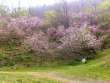 光城山麓のモモの花