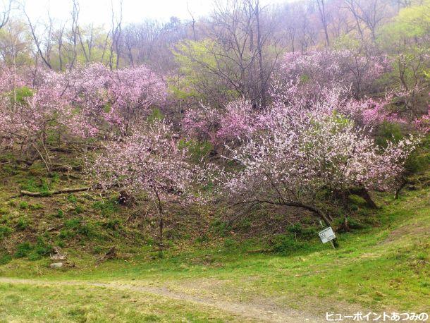 光城山麓のモモの花