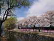 柳と桜と芝桜