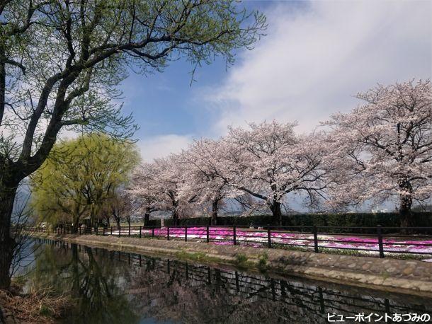 柳と桜と芝桜