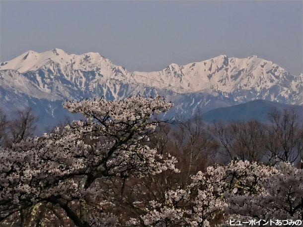 桜と後立山連峰