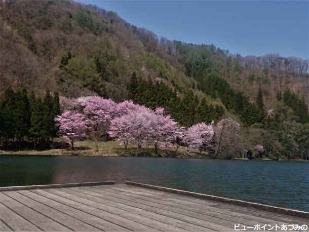 オオヤマザクラと中綱湖