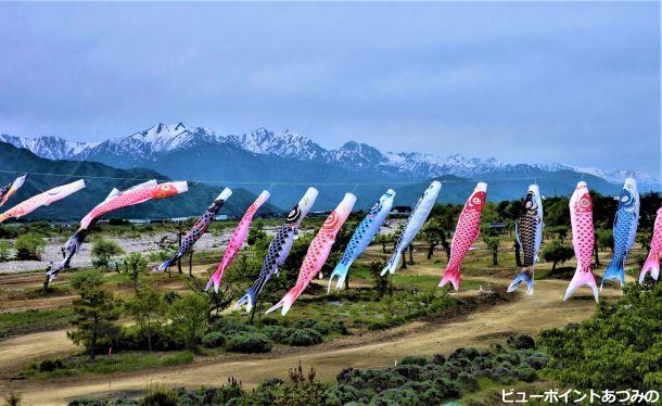 後立山連峰と鯉のぼり