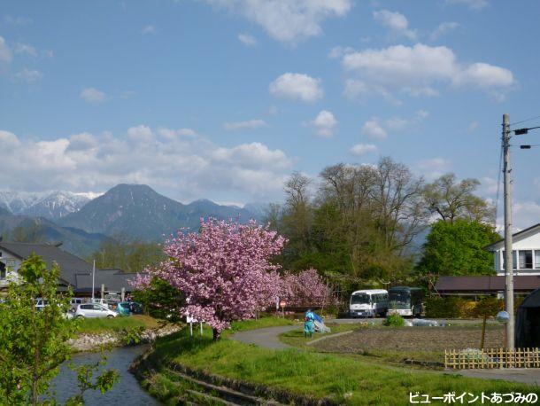 八重桜