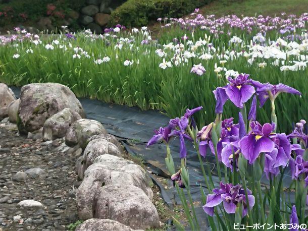 あやめ公園の花菖蒲